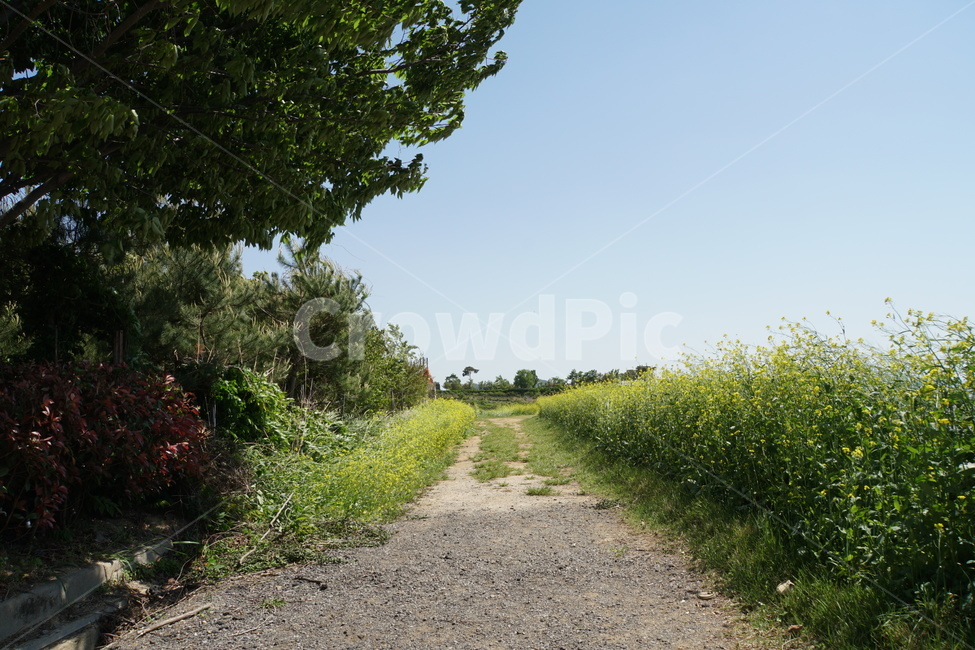 순천만,꽃,와온,꽃길,다리,자연,풍경,nature,landscape,dirt road,흙길,road,도로,gravel,자갈