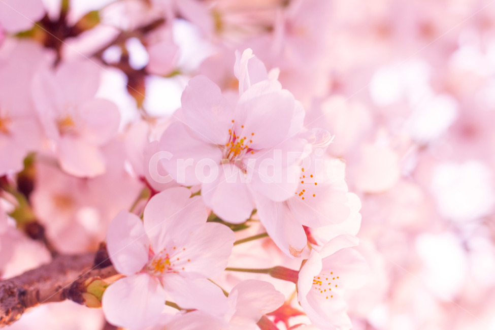 봄,벚꽃,꽃,핑크,분홍,앞산거리,궁거랑,꽃잎,계절,봄,계절,spring,season,식물,자연,plants,nature,꽃,flower,색깔,색상,색채,색감,color sense,color sensitivity,feeling of color,plant,blossom