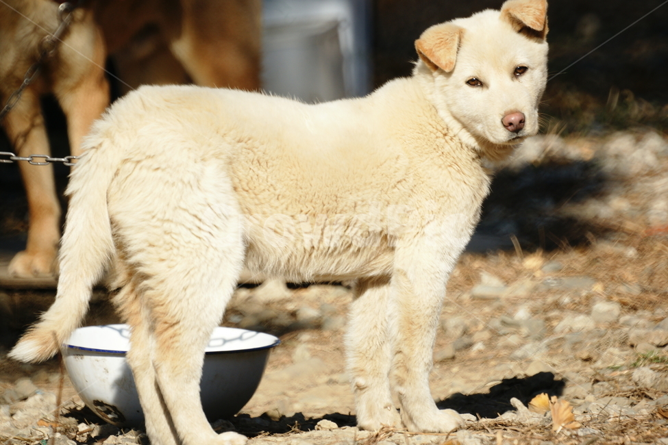 풍산개,강아지,암컷,봄,시골개,동물,animal,포유류,mammal,개,강아지,dog,doggy