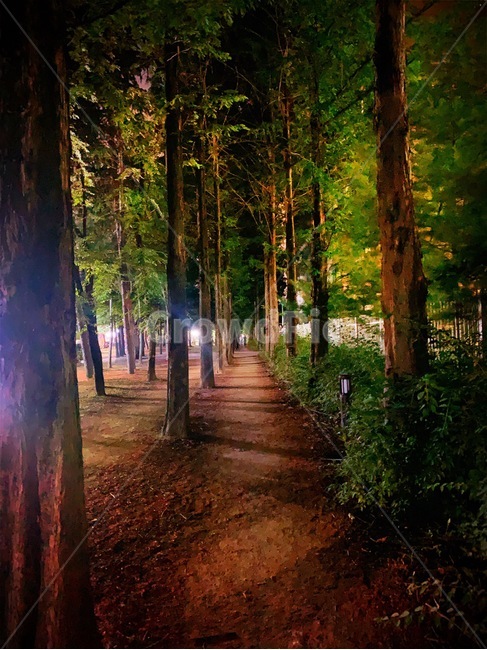 나무,tree,메타세콰이어,dawnredwood,길