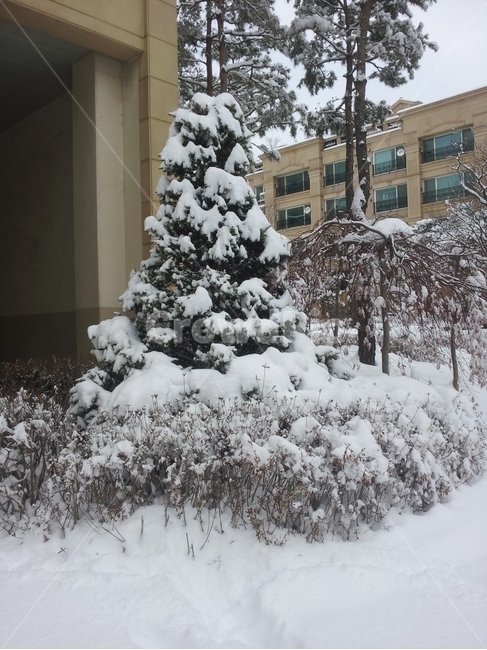 tree,나무,눈쌓인나무,크리스마스트리나무,집앞나무,자연,겨울,계절,winter,season
