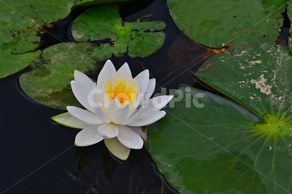 광주,서구,공원,풍암저수지,풍암공원,nature,자연,outdoors,옥외,plant,식물,관상용,field,들,blossom,flower,꽃,수련,백련