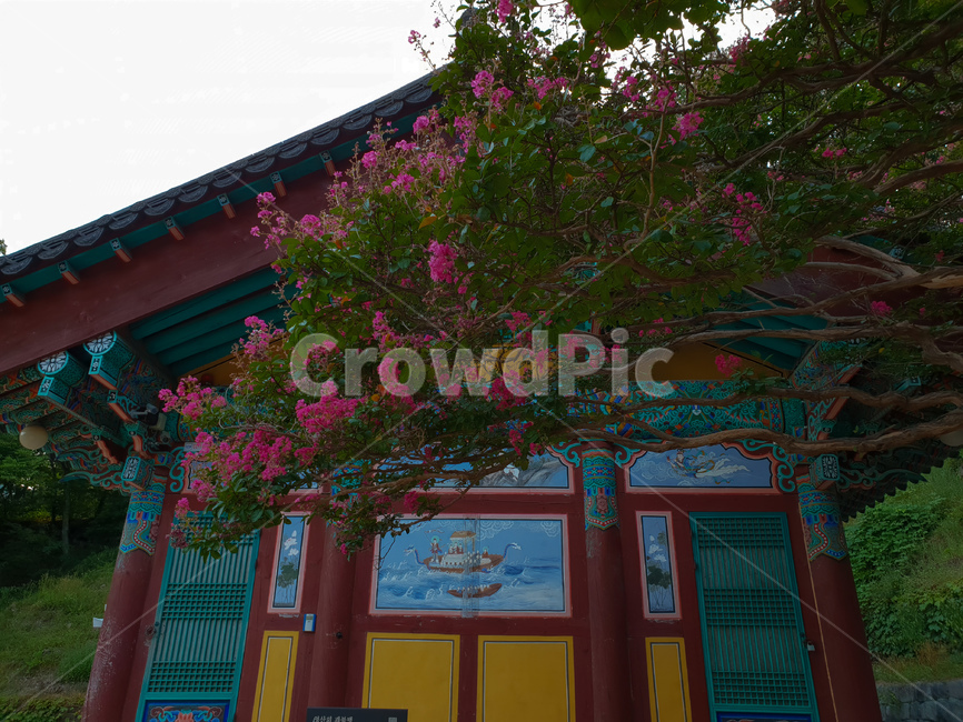베롱나무,베롱꽃,사찰,풍경,절,여름,한국전통,한국문화,korean traditional,korean culture,식물,자연,plants,nature,꽃,flower,건축물,건물외관,exterior,building,structure,architecture,construction