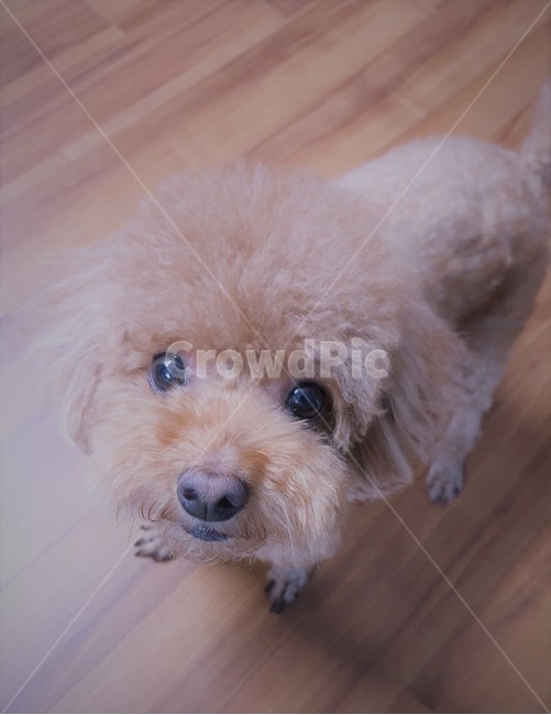 강아지,반려동물,애완견,푸들,갈색푸들,dog,개,동물,동물,animal,포유류,mammal,개,강아지,dog,doggy