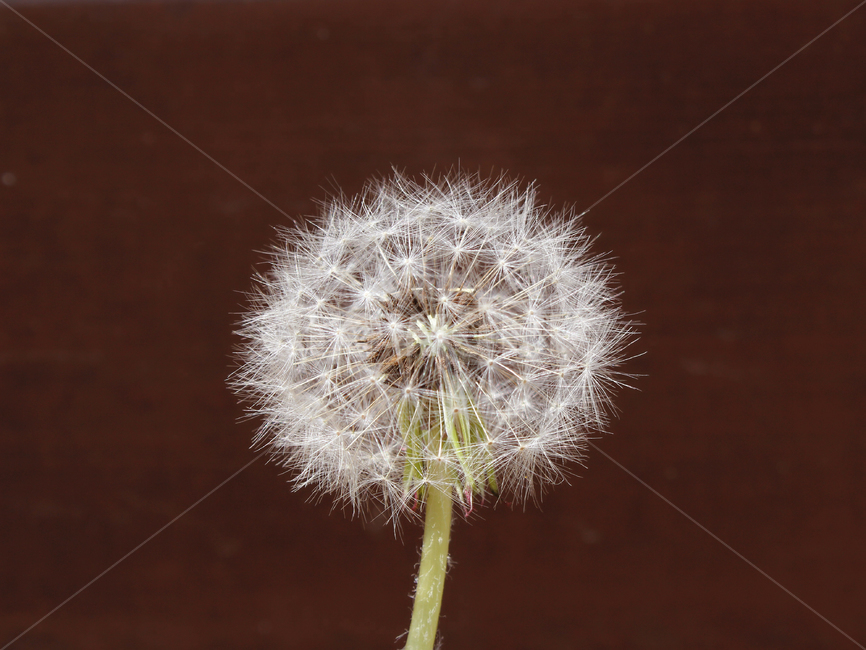 민들레씨,씨앗,민들레,민들레씨앗,씨,꽃씨,자연,식물,클로즈업,seed,plant,dandelion,seeds,soft,부드러운,봄,spring,야외,정원,흰색,화이트,하얀색