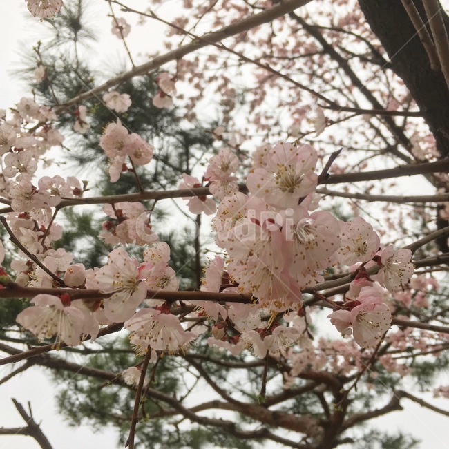 벚꽃,가지,나무,꽃,봄,컨셉,봄,계절,spring,season,식물,자연,plants,nature,꽃,flower,plant,blossom,cherry blossom