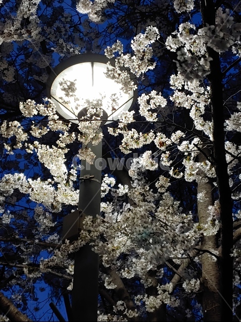 풍경,길,거리,저녁,벚꽃,꽃길