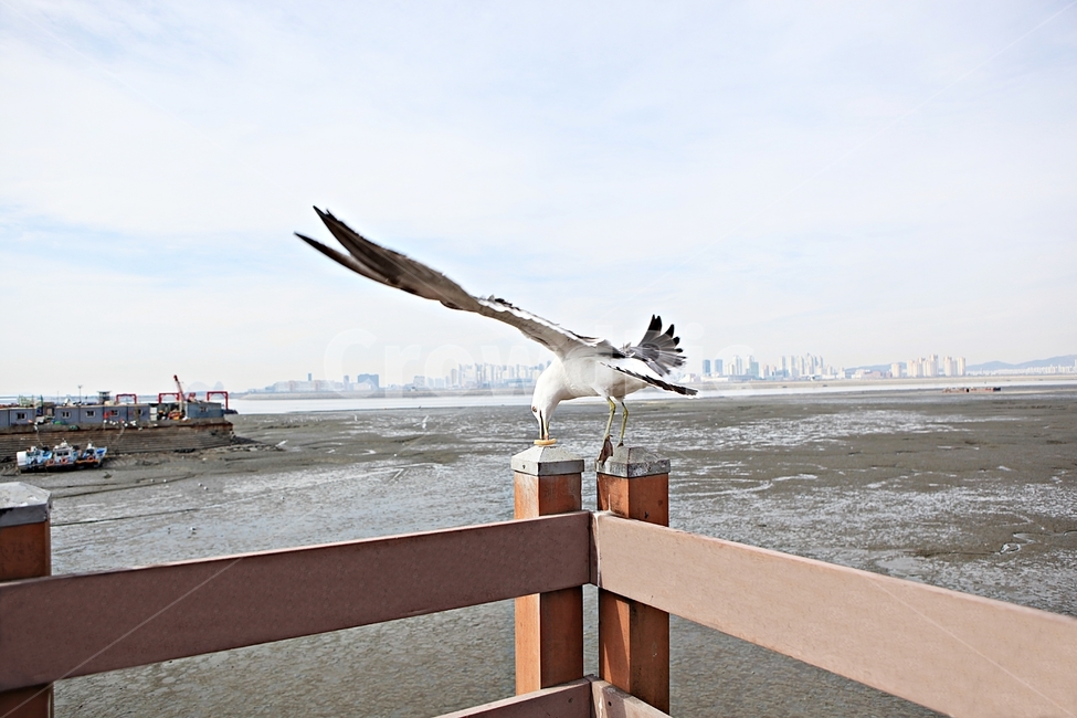 갈매기,조류,새,하늘,풍경,배경,자연,풍광,동물,animal,조류,새,birds