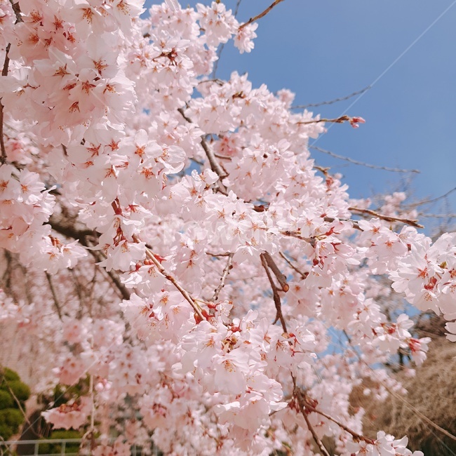 봄,벚꽃,cherryblossom,spring,나들이,봄,계절,spring,season,plant,식물,blossom,꽃,flower,cherry blossom