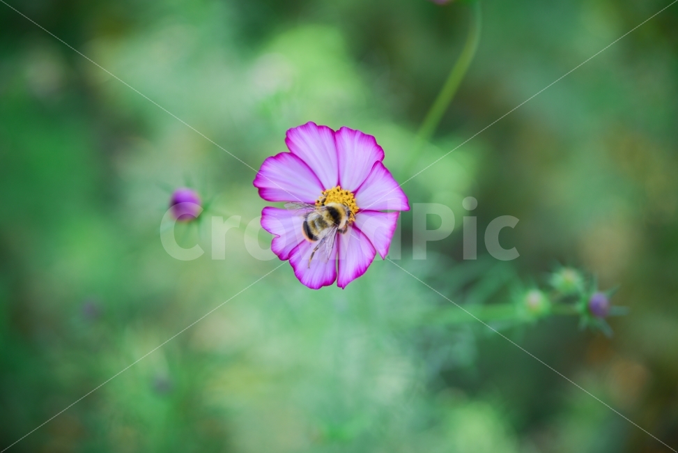 꽃,벌,flower,접사,스냅,자연,풍경,식물,자연,plants,nature,꽃,flower,동물,animal,곤충,벌레,insect,bug