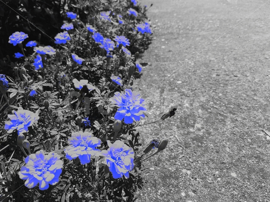 꽃,자연,일상,색감,강원도,양구,시골,마을,길거리,풍경,가족,여행,flower,nature,daily,color,Gangwondo,Country,town,street,landscape,View,Family,Travel,식물,자연,plants,nature,꽃,flower,흑백,모노톤,monochrome,black and white