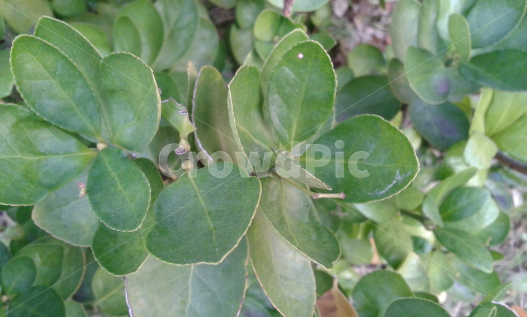 leaf,잎,plant,식물,green,식물,자연,plants,nature