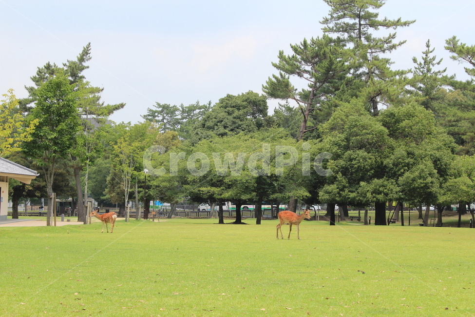 사슴,잔디,공원,풍경,grass,plant,식물,park,lawn,outdoors,옥외,야생동물,포유류,연두색,초록색,green,자연,nature,휴식,releax,동물,animal,포유류,mammal