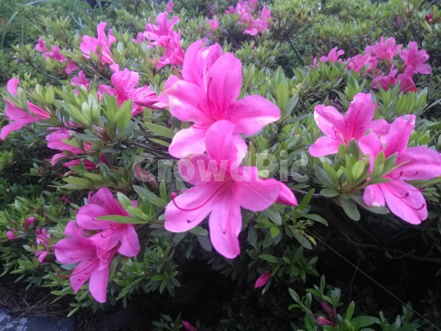 꽃,자연,들꽃,철쭉,힐링,아름다움,식물,자연,plants,nature,꽃,flower