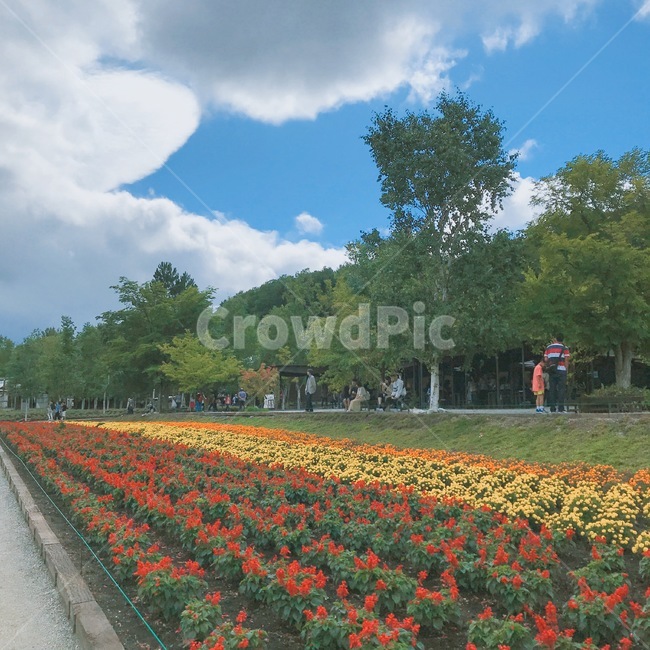 nature,자연,outdoors,옥외,홋카이도,북해도,후라노,팜도미타,꽃,정원,식물,plant