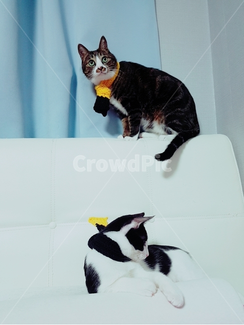 고양이,한국고양이,고등어,집사,cat,koreacat,pet,kitten,목도리,뜨개질,knitting,skyblue,yellow,black,동물,animal,포유류,mammal,고양이,cat,kitten,kitty