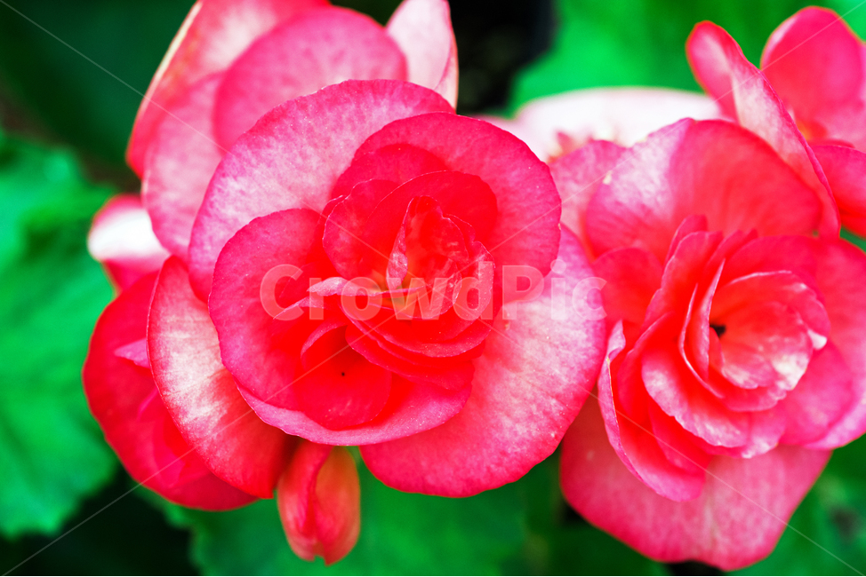 엘라티오르베고니아,배고니아,꽃,화초,flower,식물,관상용,elatiorbegonia,식물,자연,plants,nature