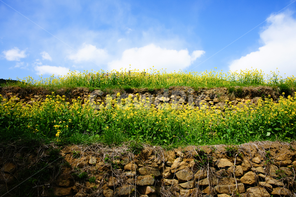 봄,봄꽃,유체꽃,하늘,구름,노랑,새싹,돌담,자연,봄풍경,nature,flower,봄,계절,spring,season,자연,풍경,nature,landscape,wall,벽