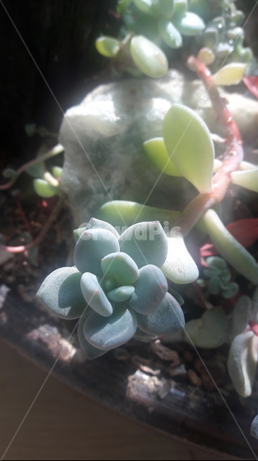 식물,다육이,다육식물,plant,선인장