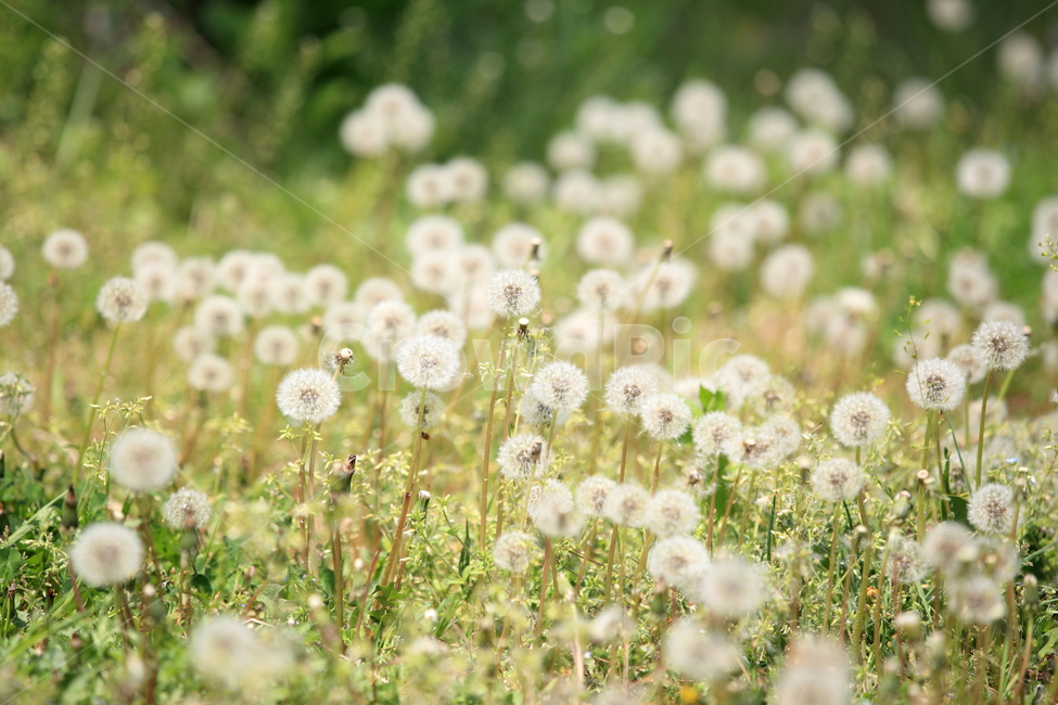 한국,봄,여름,민들레,민들레씨,민들레밭,꽃,꽃밭,자연,korea,spring,dandelion,flower,nature,식물,자연,plants,nature,꽃,flower,감성,sensible,feeling