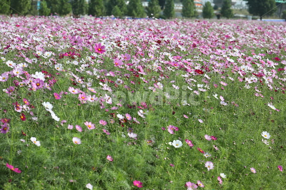 코스모스,축제,가을,들판,한강공원,cosmos,flower,festival,가을,계절,fall,autumn,season,식물,자연,plants,nature,꽃,flower,plant,outdoors,옥외,field,들,grassland,목초지,farm,농장,rural,농촌