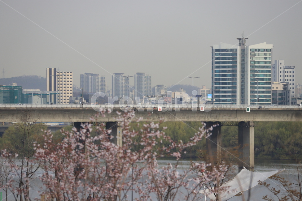 식묵,plant,flower,cherryblossom,blossom,꽃,벚꽃,식물,자연,봄,식물,자연,plants,nature,꽃,flower