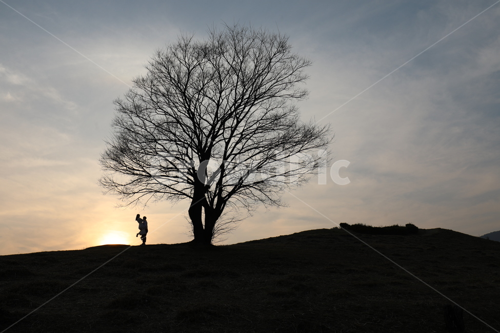 노을,왕따나무,연인,나무,매직아워,자연,풍경,nature,landscape,사람,인물,인간,human,person,연인,커플,사랑,lover,couple,인물실루엣,사람실루엣,character silhouette,human silhouette,tree,plant,식물