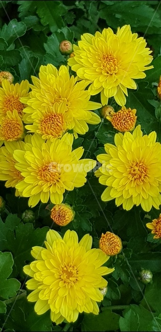 꽃,국화,식물,flower,노란국화,식물,자연,plants,nature,꽃,flower