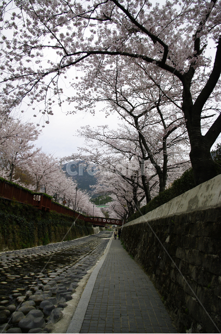 여좌천,벚꽃나무,진해,봄,꽃,식물,풍경,봄,계절,spring,season,walkway,보도,path,통로,plant