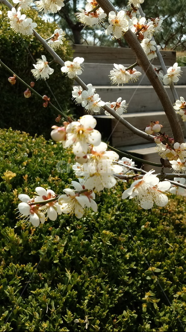 식물,나무,꽃,plant,blossom,flower,벚꽃,봄꽃,벚나무