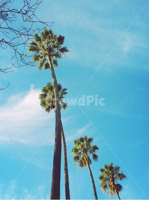 tree,나무,plant,식물,야자수,palmtree,arecaceae,summer,여름,자연,풍경,nature,landscape