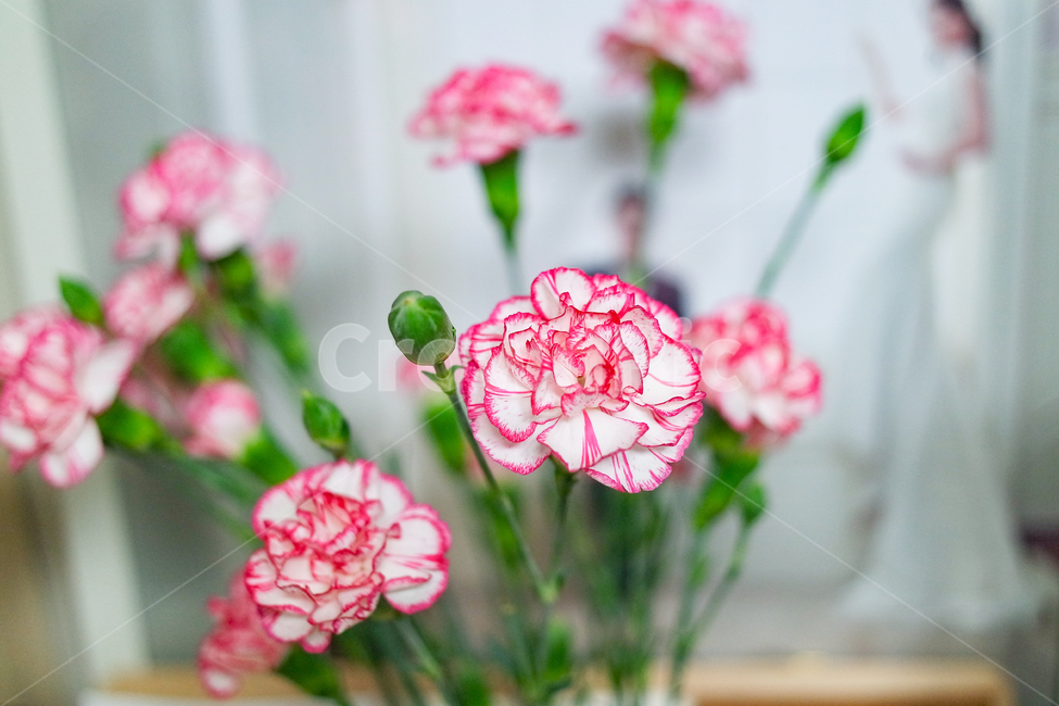 카네이션,꽃,어버이날,봄,화사한,플라워,꽃,flower,가족,패밀리,family,기념일,축하,anniversary,congratulation,celebrate,celebration,교육,학교,공부,education,learning,study,school