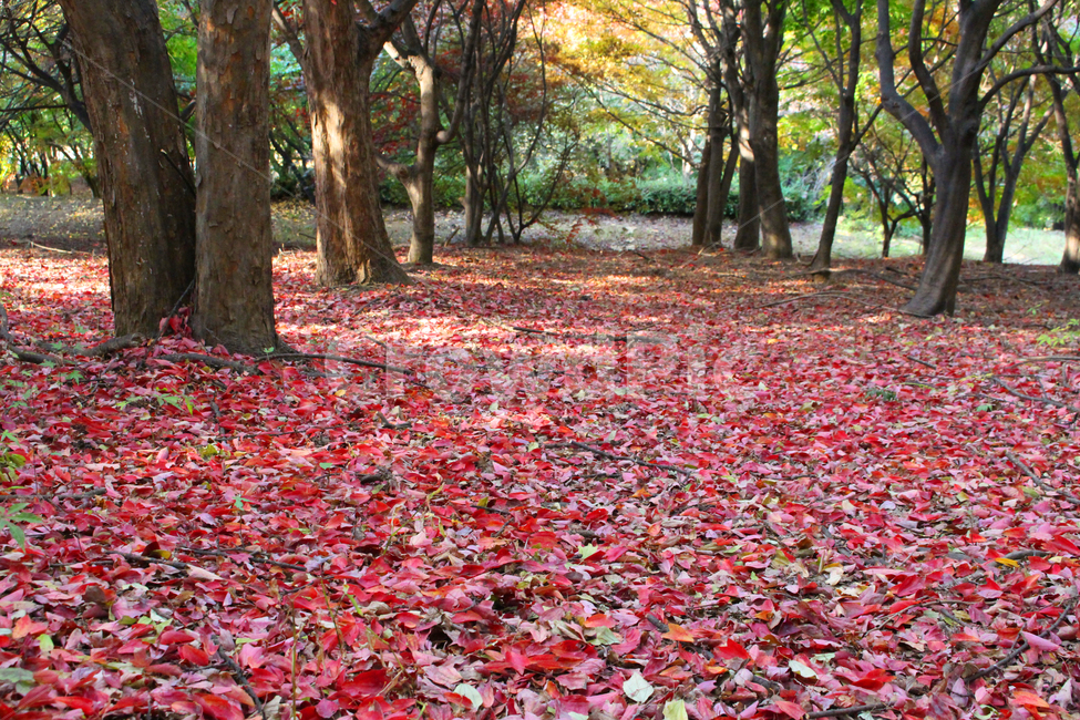 가을,낙엽,단풍,수목원,나무,autumn,fall,tree,fallenleaves,leaves