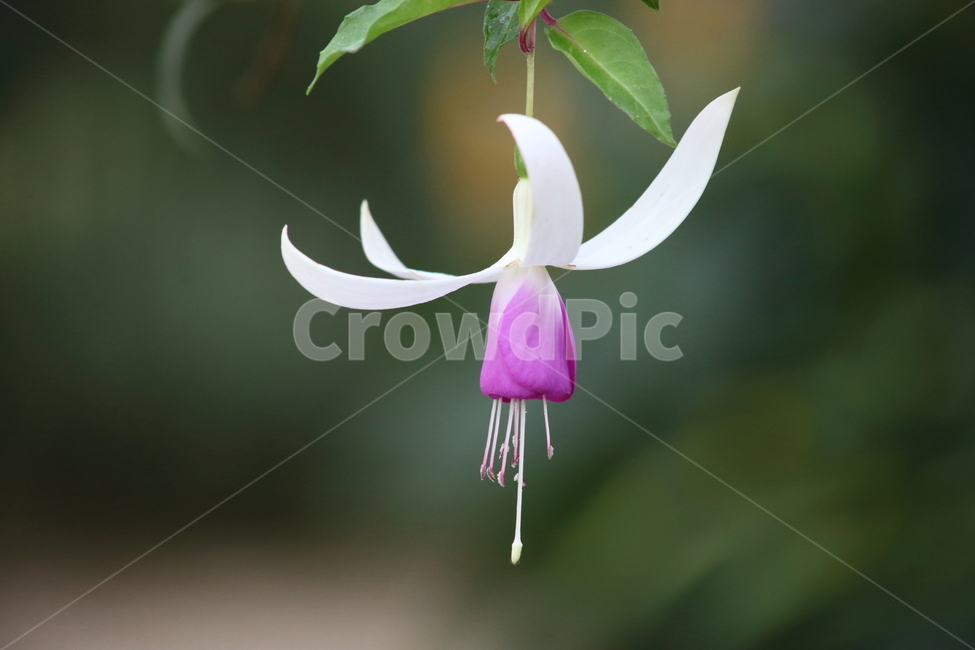 후크시아,꽃,식물,초롱꽃,fuchsiahybridahort,식물,자연,plants,nature,꽃,flower