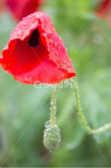 꽃,양귀비,빗방울,봄,붉은꽃,식물,자연,plants,nature,꽃,flower