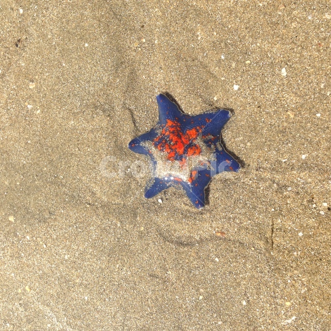 바다,바닷가,해변,불가사리,별가사리,해변,바다,beach,sea