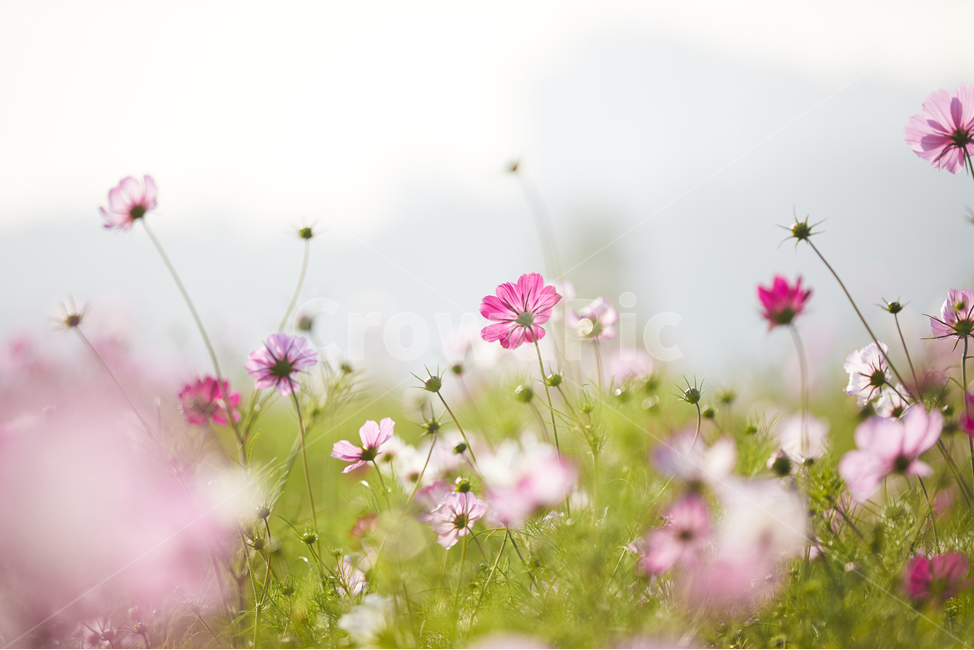 코스모스,가을,flower,꽃,plant,식물,가을,계절,fall,autumn,season,식물,자연,plants,nature,꽃,flower