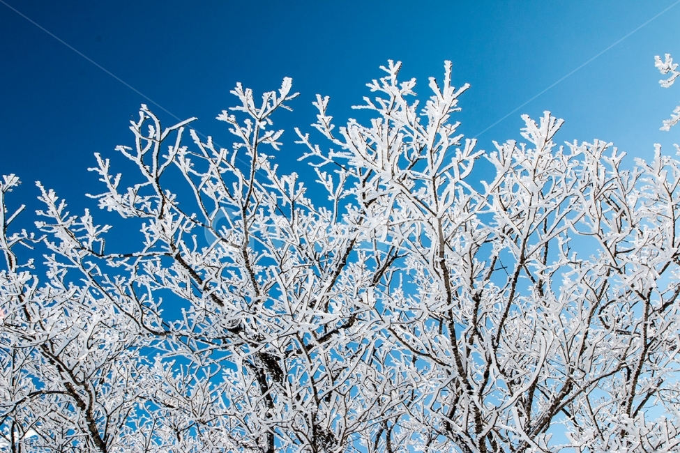 대관령,양떼목장,삼양목장,눈,겨울,설경,snow,korea,winter,눈꽃,겨울,계절,winter,season,식물,자연,plants,nature,나무,trees,wood
