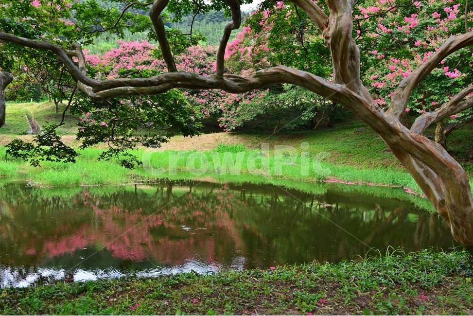 전남,담양,명옥헌원림,배롱나무,명옥헌배롱나무,배롱나무꽃,백일홍나무,여름,계절,nature,자연,outdoors,옥외,grass,잔디,plant,식물,pond,못,water,물,자연,풍경,nature,landscape,한국자연풍경,한국자연경관,korea nature landscape