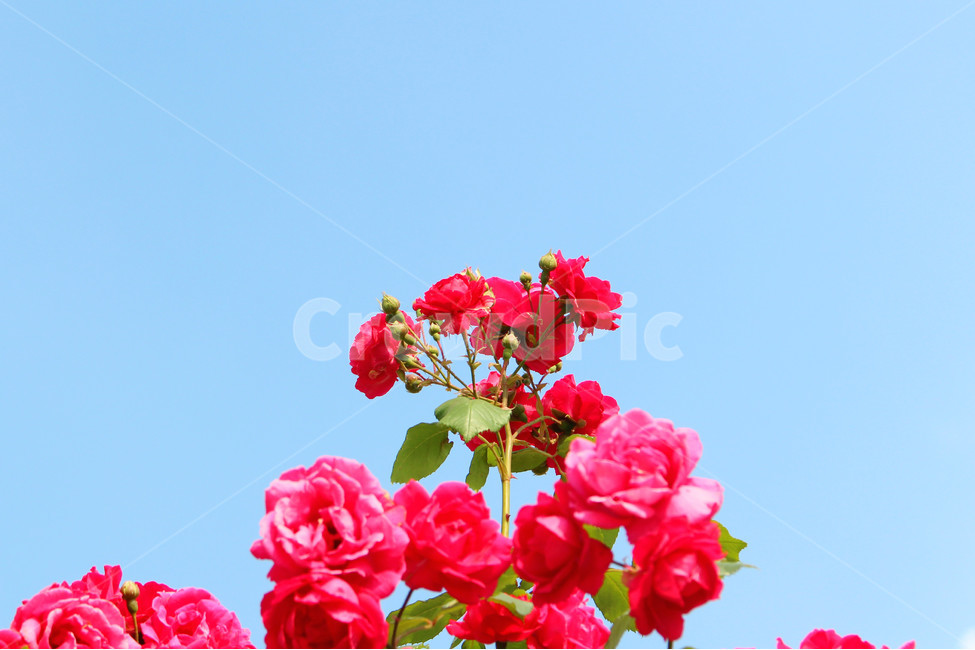 감성사진,자연,하늘,꽃,장미,색감,보정,flower,sky,summer,nature,red,color,식물,자연,plants,nature,꽃,flower