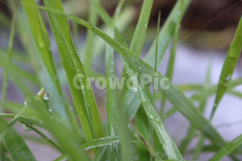 여름,식물,초록,자연,물방울,summer,natsu,plants,shokubutsu,green,midori,nature,물,water,mizu,식물,자연,plants,nature