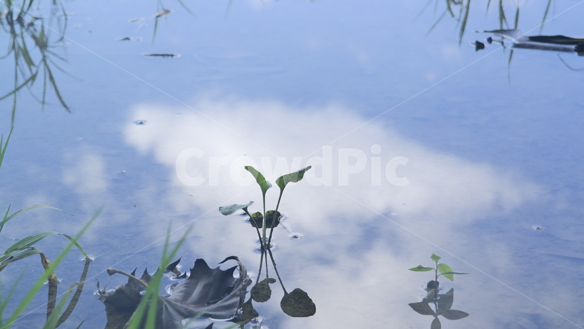 자연,풍경,하늘,물,비,희망,구름,풀,잡초,식물,자연,plants,nature