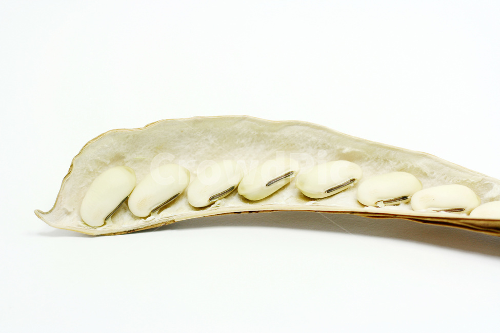 콩,작두콩,콩깍지,콩재배,콩농사,농작물,콩류,견과류,beans,pulse,nuts,dry fruits