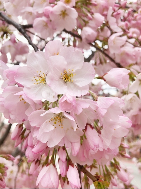 벚꽃,cherryblossoms,나무,벚꽃잎,벚꽃나무