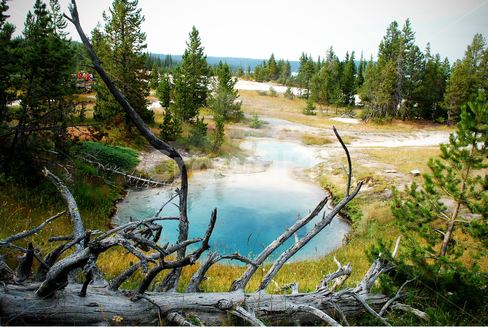 yellowstonenationalpark,옐로스톤국립공원,옐로스톤,geyser,간헐천,미국국립공원,풍경,자연,풍경,nature,landscape,해외,외국,세계,foreign,oversea,world,세계자연풍경,해외자연풍경,외국자연풍경,world nature landscape,tree,나무,plant,식물,fir,전나무,abies,아비