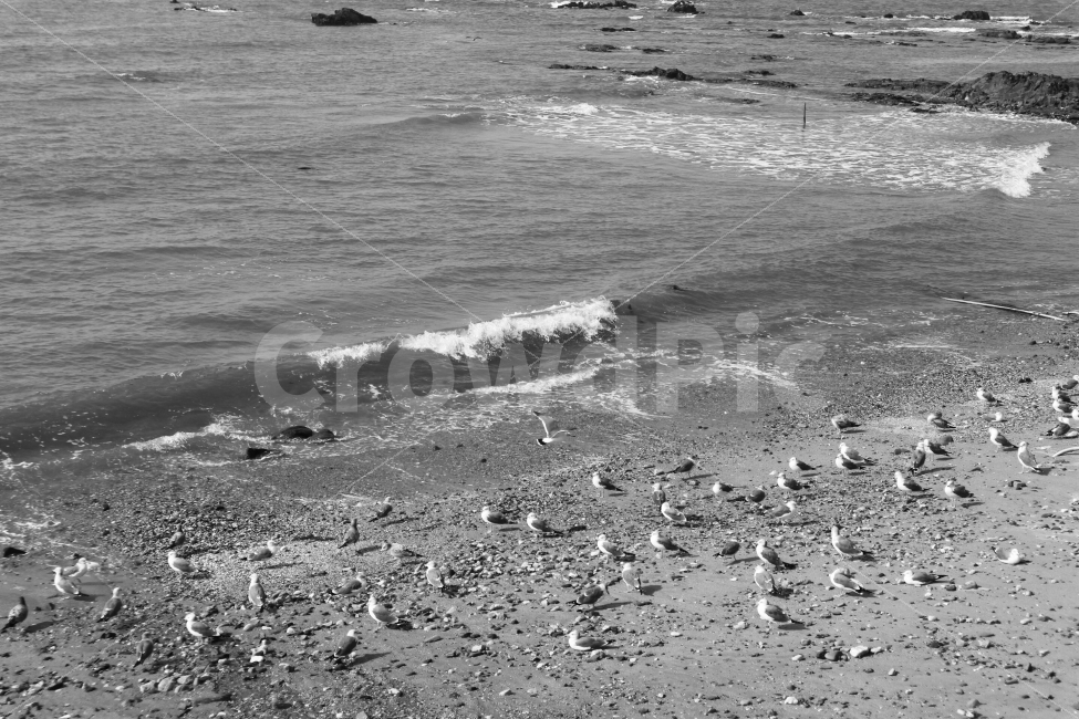 갈매기,바다,해수욕장,파도,흑백,흑백사진,Sea,Black,White,해변,바다,beach,sea,동물,animal,조류,새,birds,흑백,모노톤,monochrome,black and white