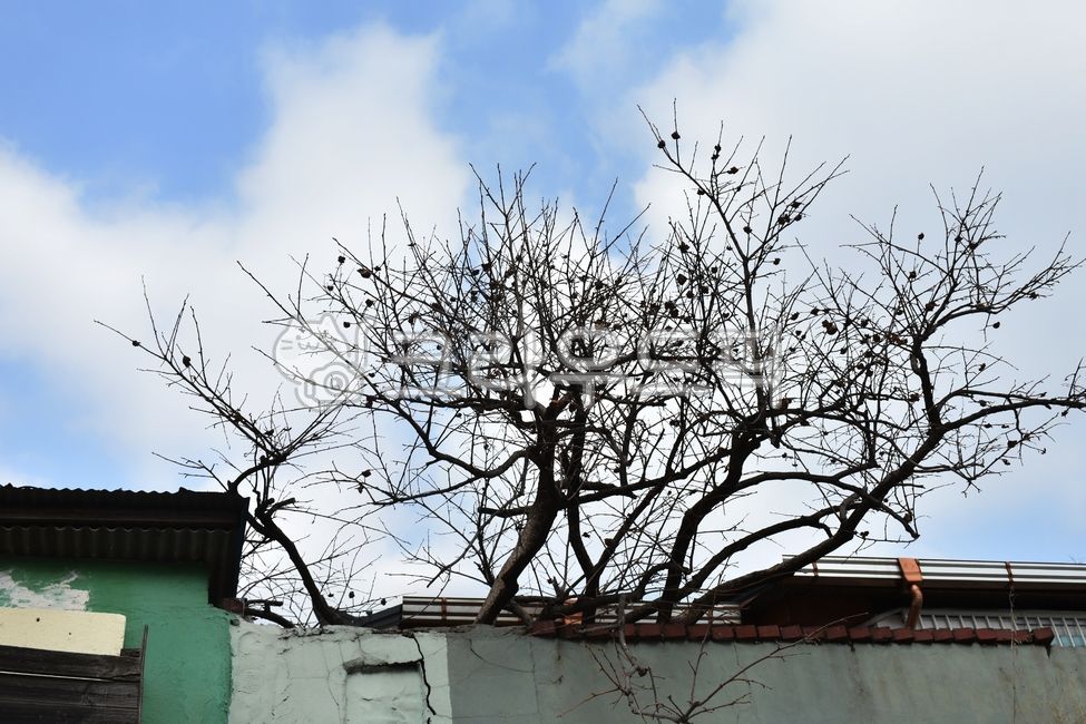 tree,sky,나무,하늘,구름