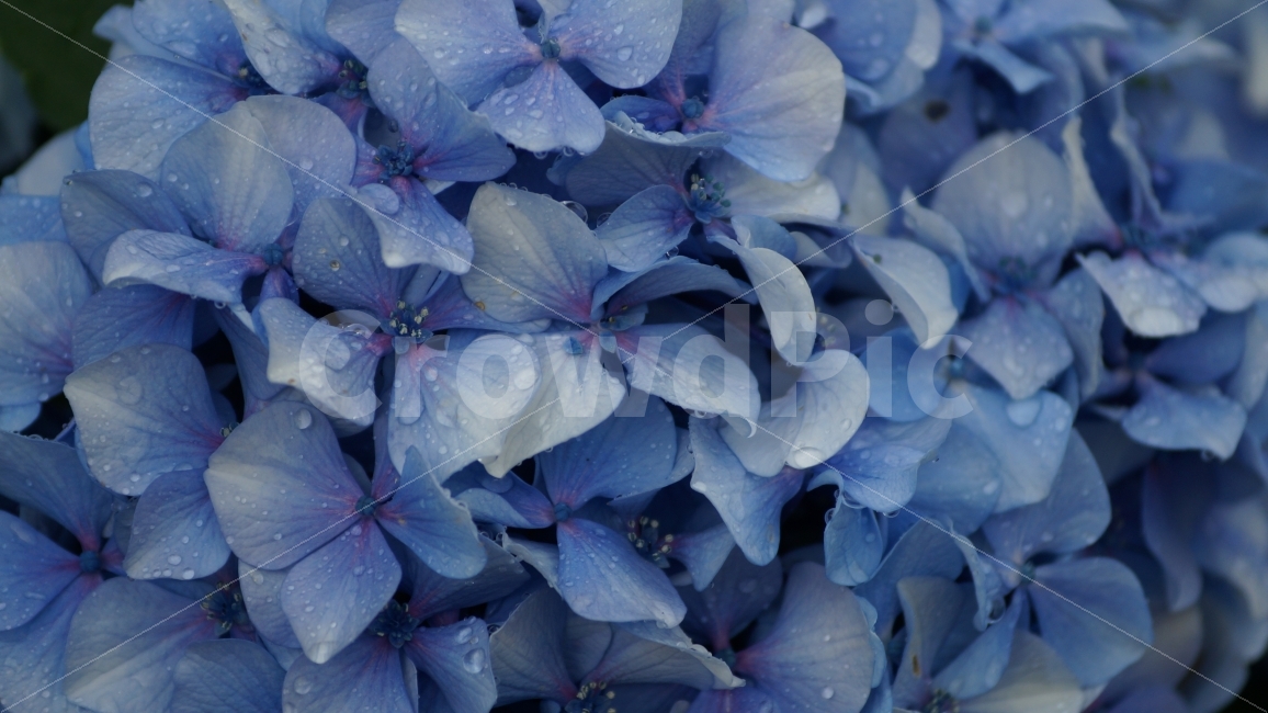 수국,거제수국,꽃사진,꽃,식물,비오는날,식물,자연,plants,nature,꽃,flower