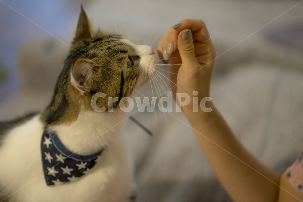 고양이,동물,브숏,브리티시숏헤어,집사,귀여움,반려동물,pet,펫,동물,animal,포유류,mammal,고양이,cat,kitten,kitty