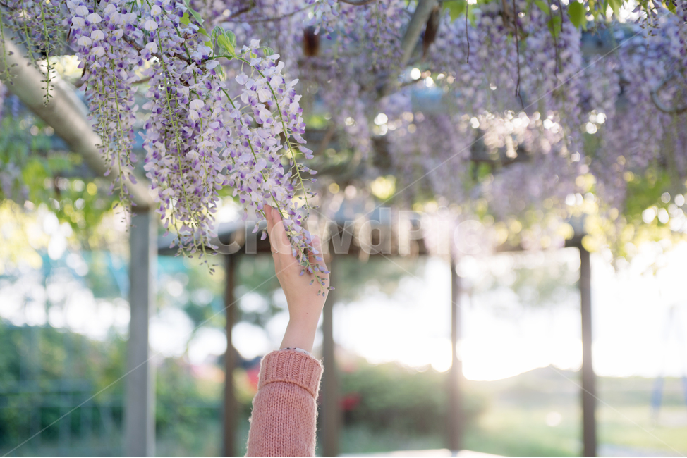 봄,손,꽃,감성,등나무,봄꽃,봄꽃축제,축제,일몰,역광,SPRING,FLOWER,HAND,조작가,EMOTION,여름,향기,꽃다발,보라빛향기,봄,계절,spring,season,식물,자연,plants,nature,꽃,flower,감성,sensible,feeling,휴식,힐링,rest,relaxation,healing
